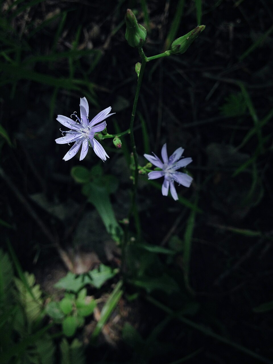 Lactuca floridana (woodland lettuce) (alternate view 2)