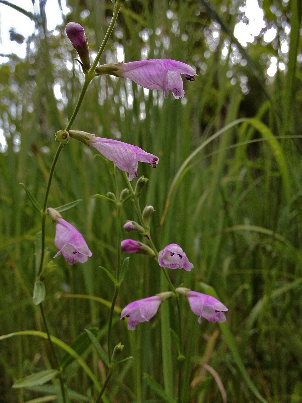 Physostegia virginiana (Obedient Plant) (alternate view 10)