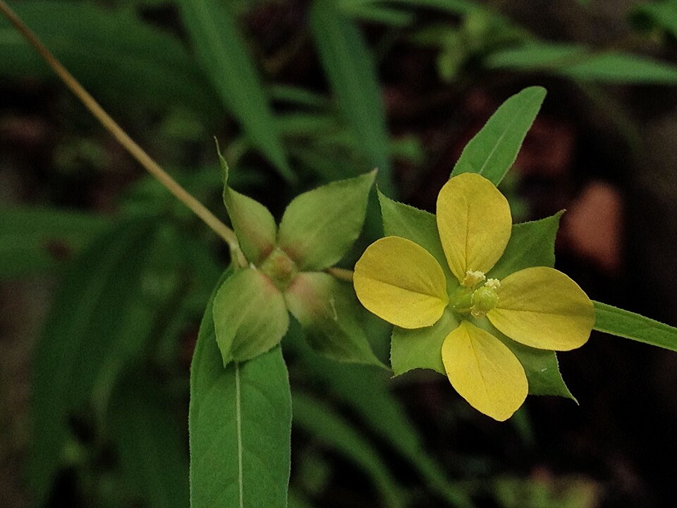 Ludwigia alternifolia (Seedbox) (alternate view 7)