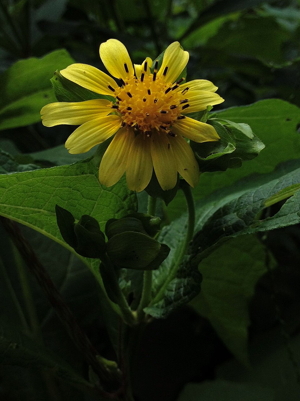 Smallanthus uvedalia (bear's foot) (alternate view 8)