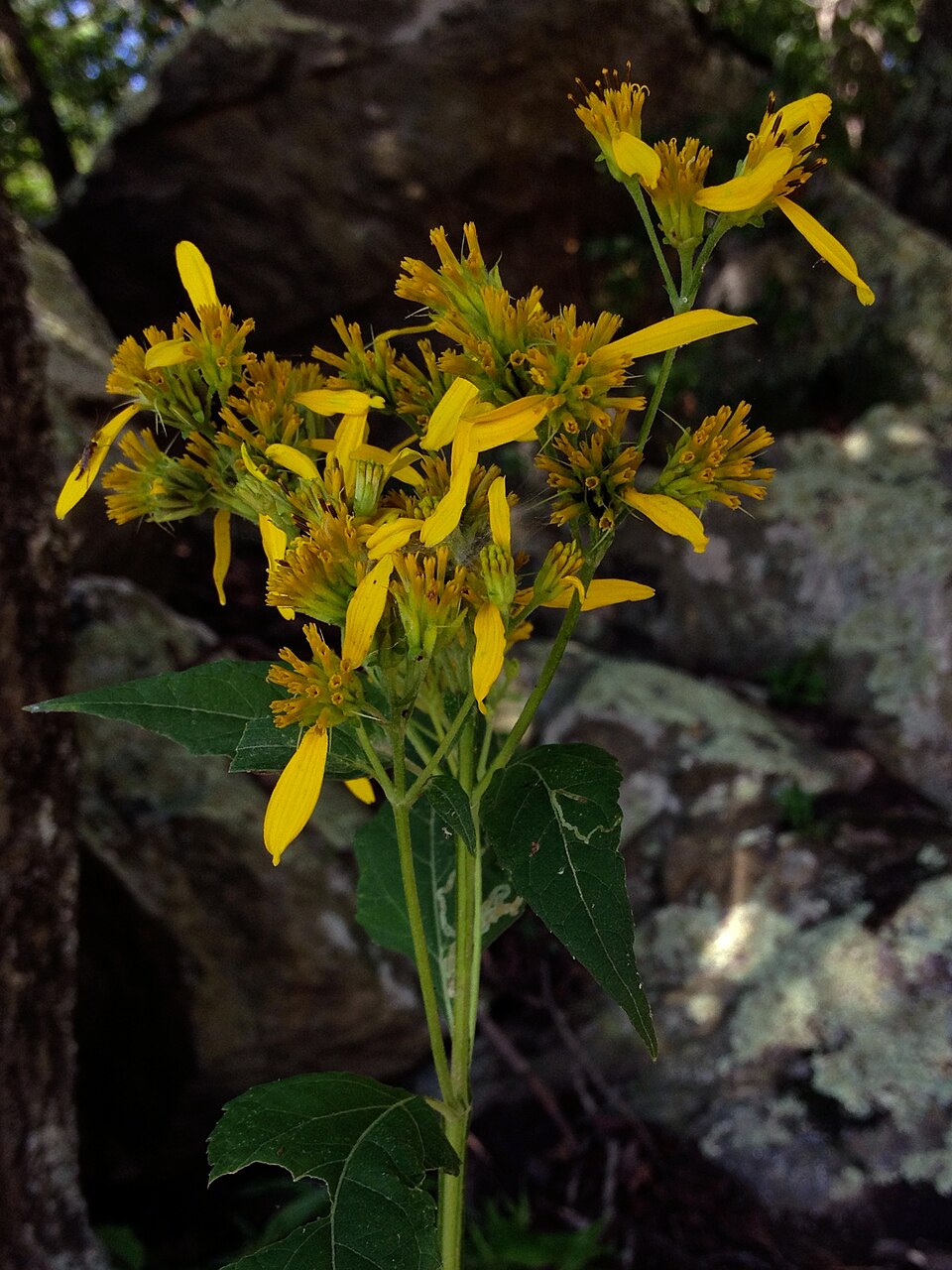 Verbesina occidentalis (Yellow Crownbeard) (alternate view 6)