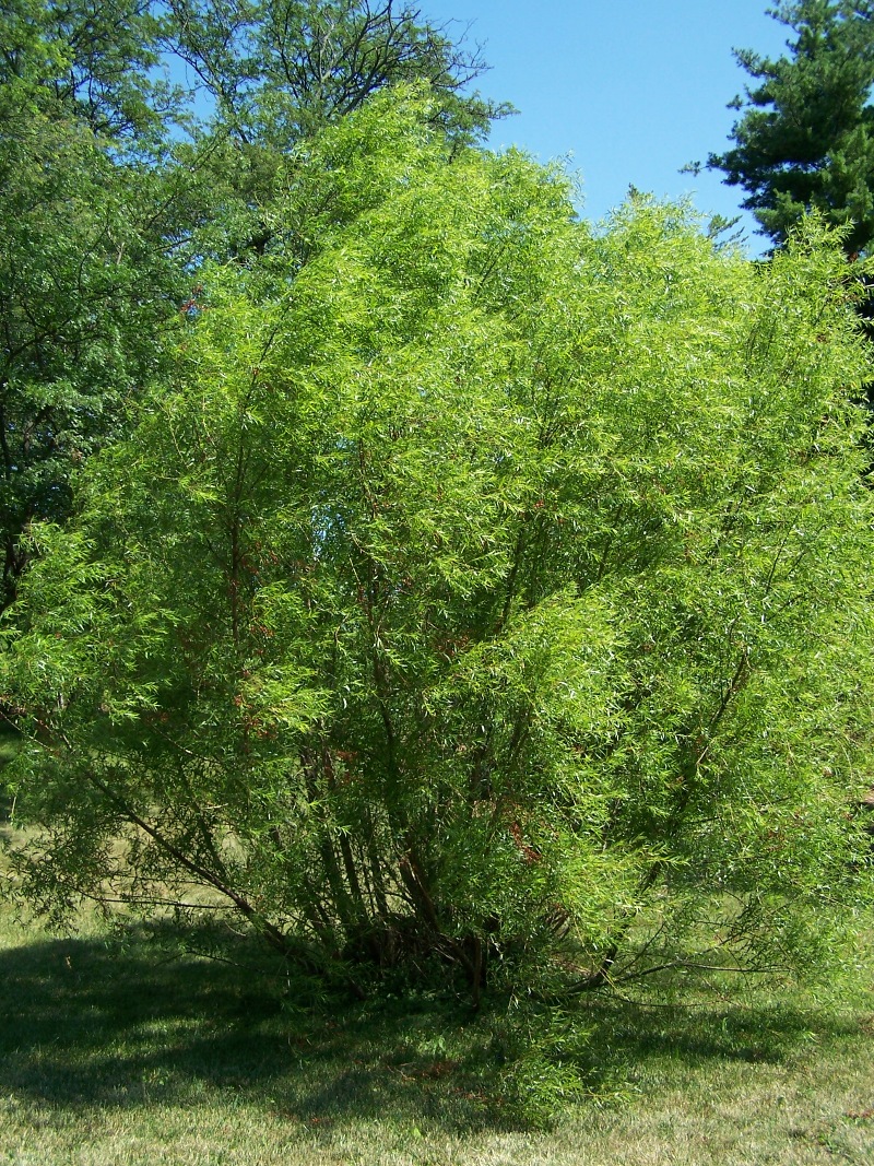 Salix nigra (black willow)
