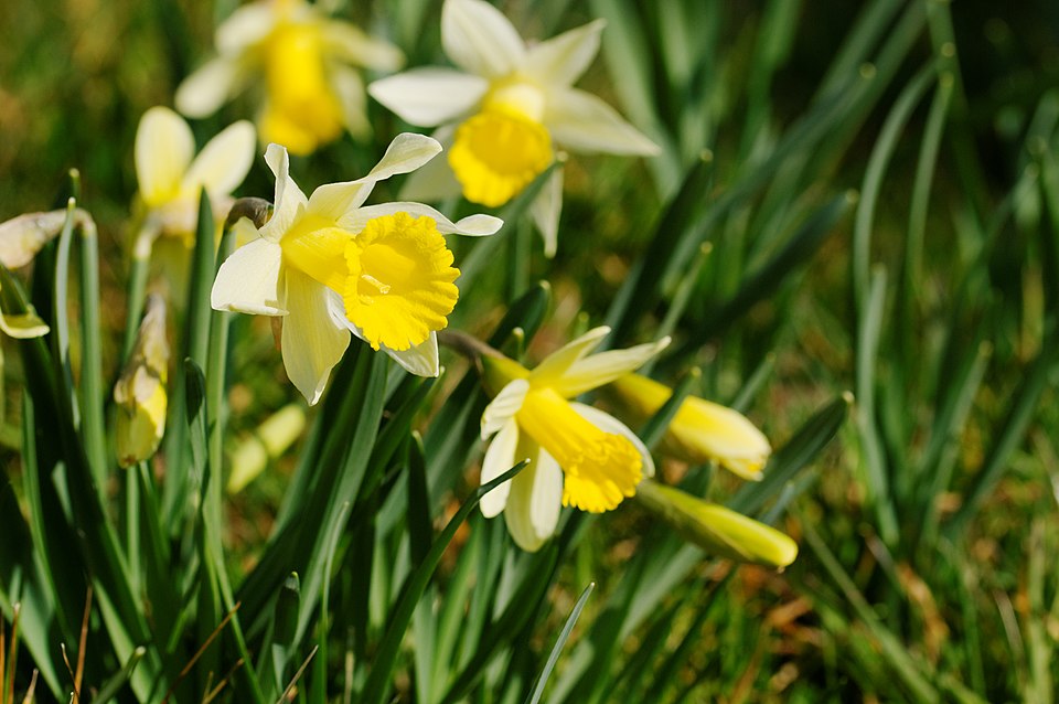 Narcissus pseudonarcissus (wild daffodil)
