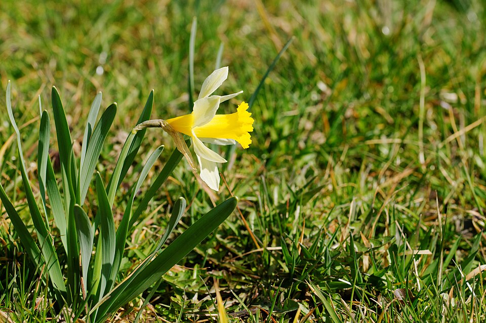 Narcissus pseudonarcissus (wild daffodil)