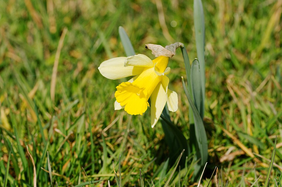 Narcissus pseudonarcissus (wild daffodil)