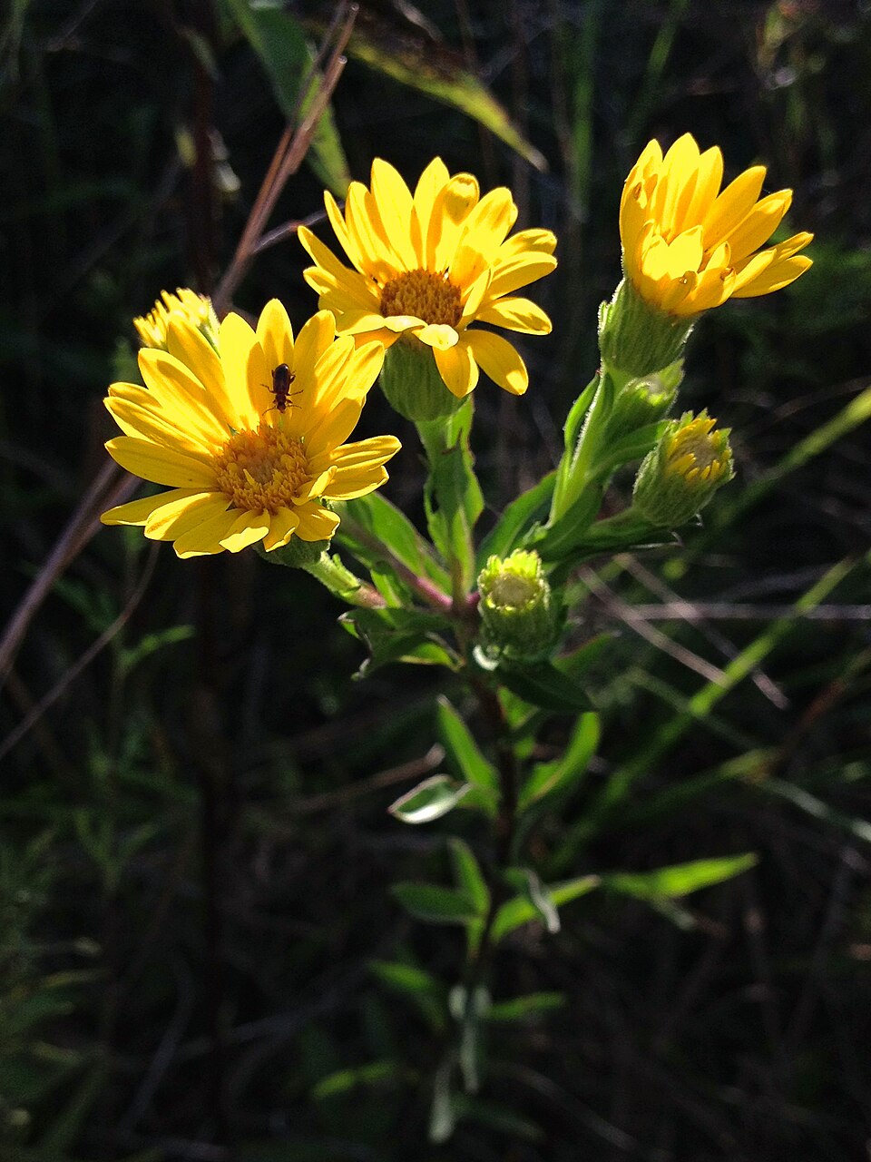Chrysopsis mariana (Maryland golden-aster) (alternate view 9)