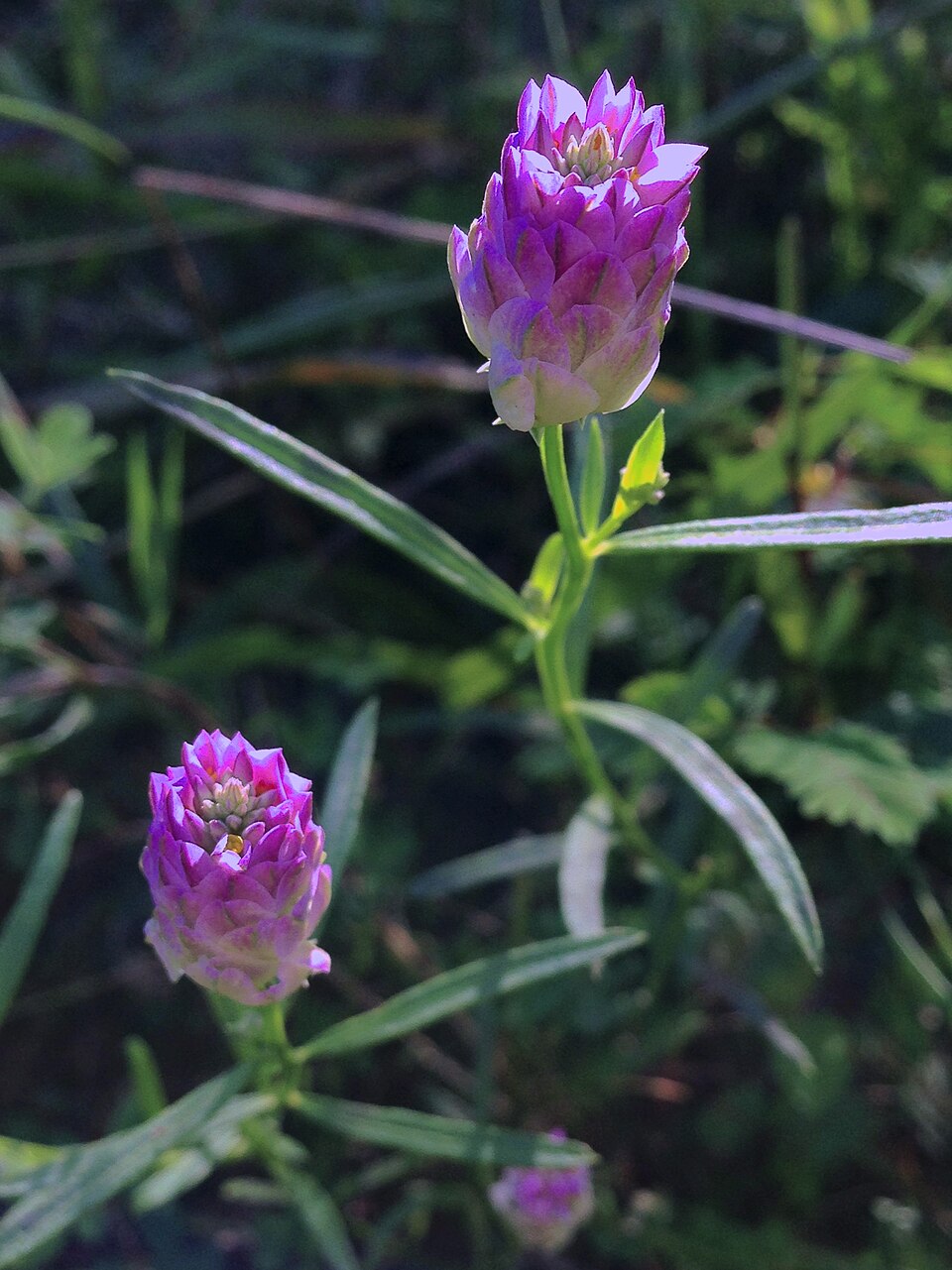 Senega sanguinea (field milkwort) (alternate view 5)