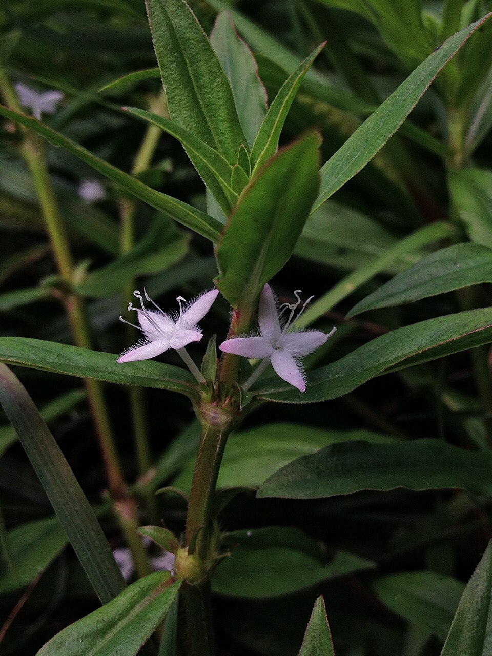 Diodia virginiana (buttonweed) (alternate view 9)
