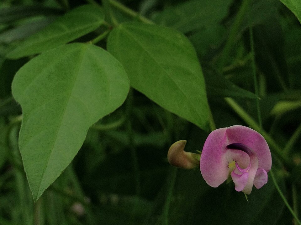 Strophostyles helvola (trailing fuzzy-bean) (alternate view 7)