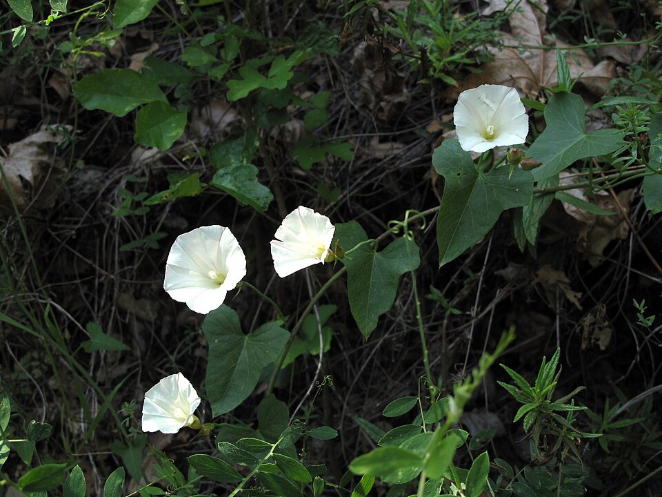 Calystegia purpurata (Pacific False Bindweed) (alternate view 8)