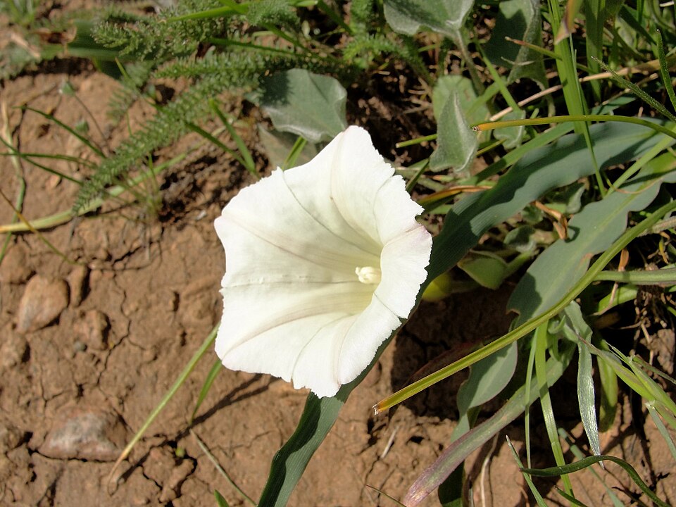 Calystegia purpurata (Pacific False Bindweed) (alternate view 9)