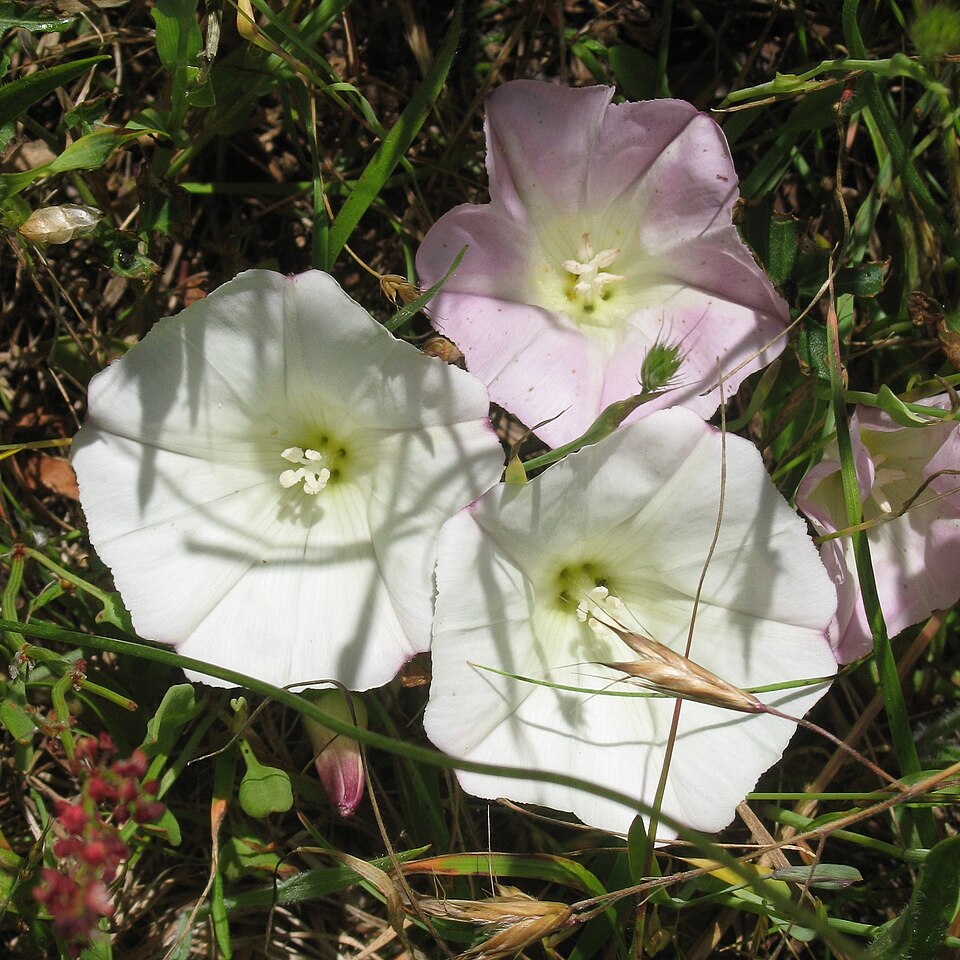 Calystegia purpurata (Pacific False Bindweed) (alternate view 10)
