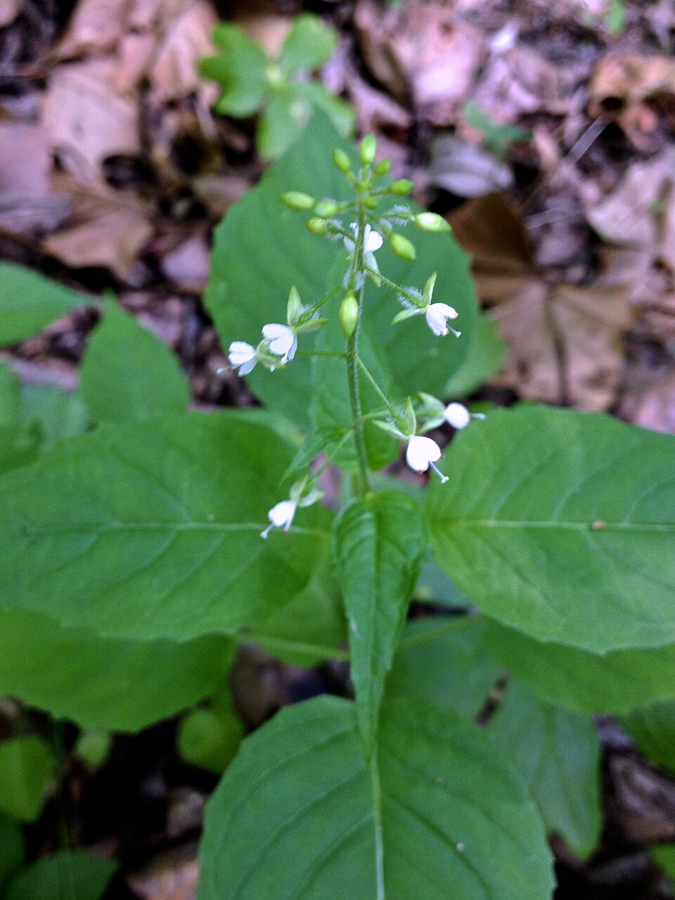 Circaea canadensis (broadleaf enchanter's nightshade)