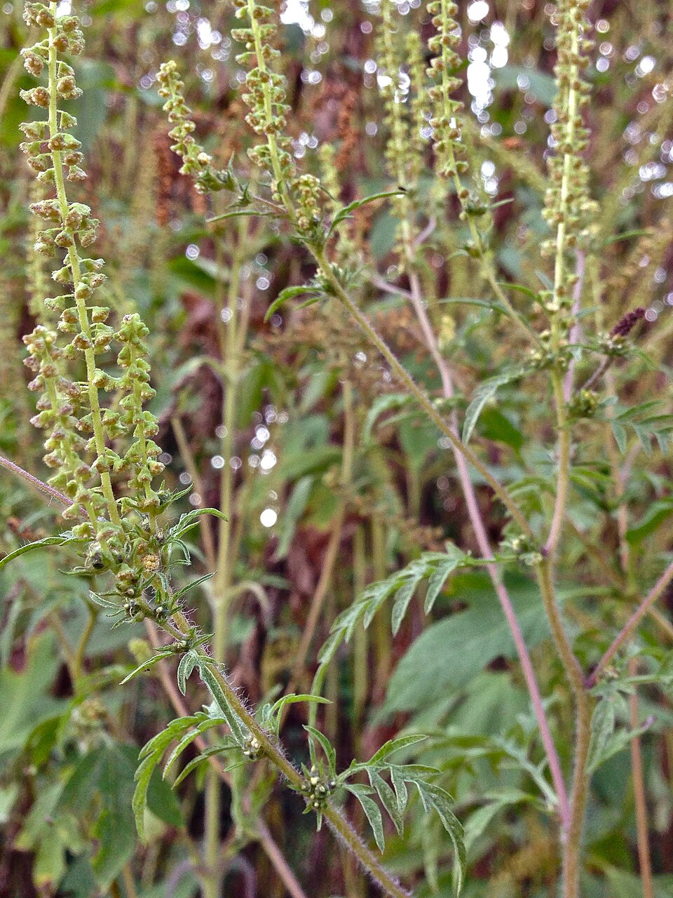 Ambrosia artemisiifolia (common ragweed)