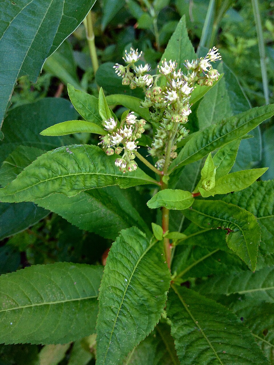 Penthorum sedoides (ditch stonecrop) (alternate view 8)