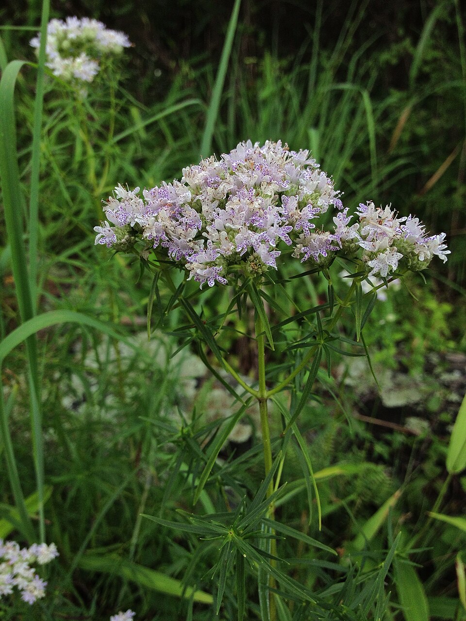 Pycnanthemum tenuifolium (narrowleaf mountainmint) (alternate view 9)