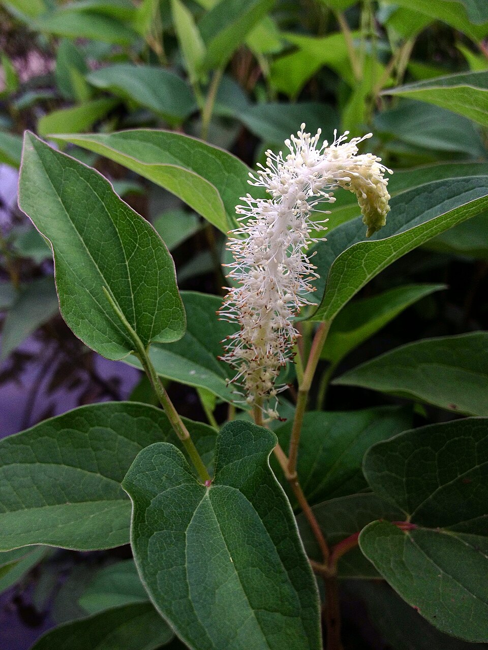 Saururus cernuus (Lizard's Tail) (alternate view 10)