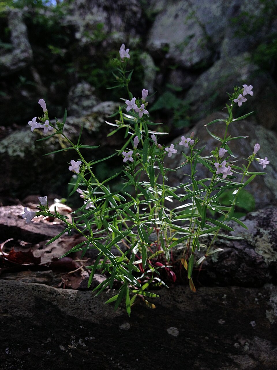 Houstonia longifolia (long-leaved bluets) (alternate view 8)