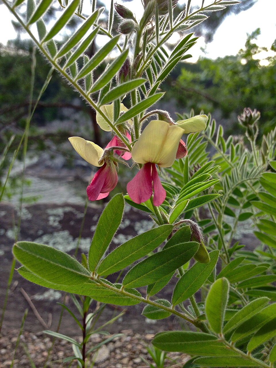 Tephrosia virginiana (goat's rue) (alternate view 3)