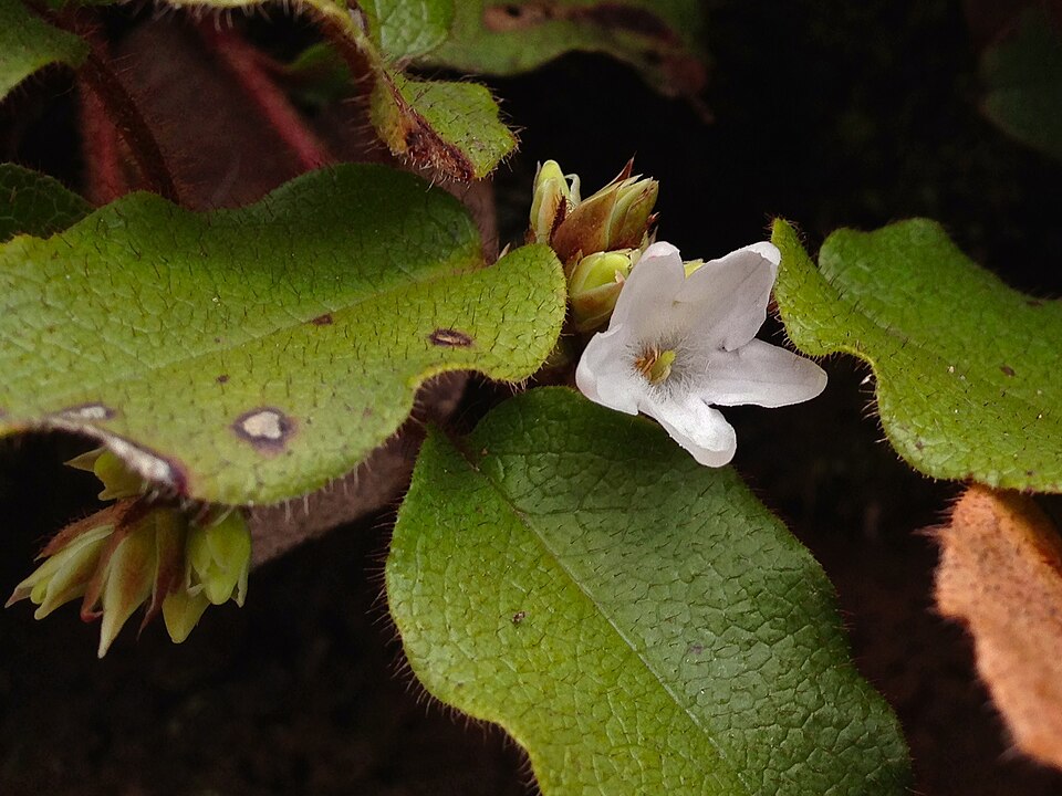 Epigaea repens (trailing arbutus)