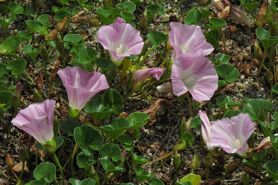 Calystegia soldanella (Sea Bindweed)