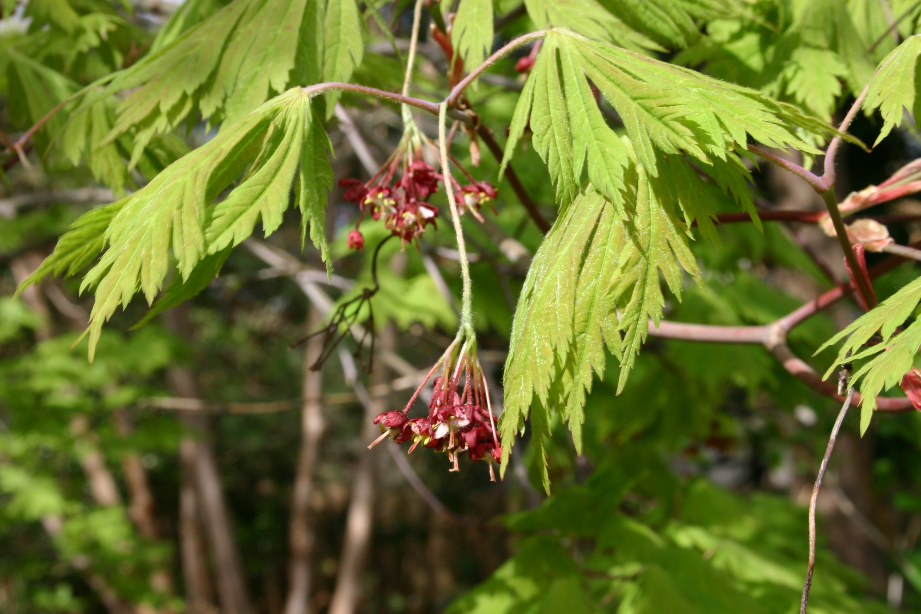 Acer japonicum, Fullmoon maple — spreading deciduous (Sapindaceae) (image 1 of 5)