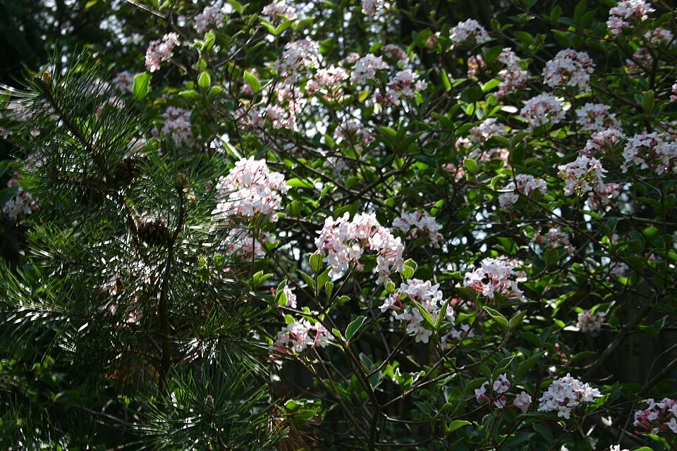 Viburnum x burkwoodii (Burkwood Viburnum) (alternate view 2)