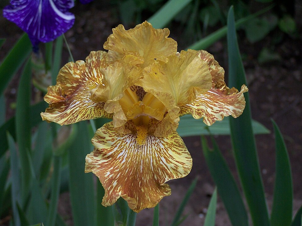 Iris germanica 'Tiger Honey' (Tiger Honey Bearded Iris) (alternate view 2)