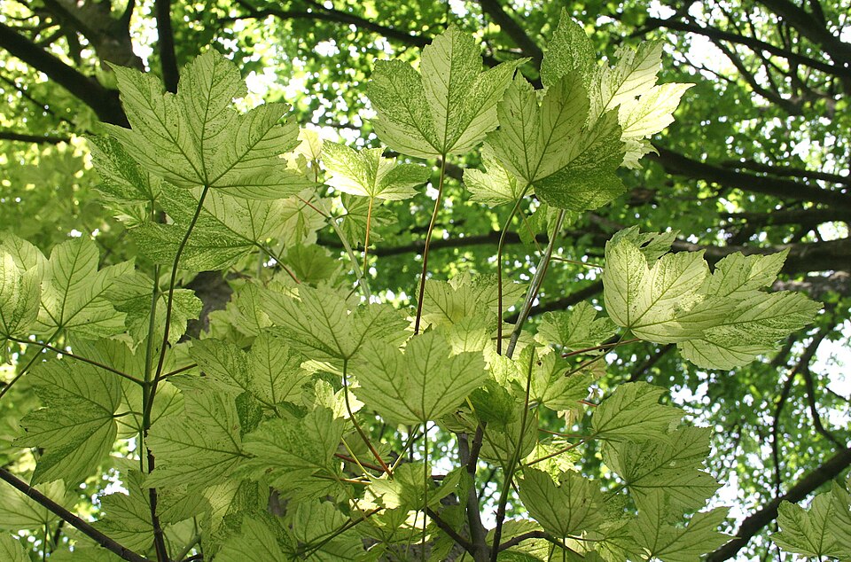 Acer pseudoplatanus 'Leopoldii' (Leopoldii Sycamore Maple)