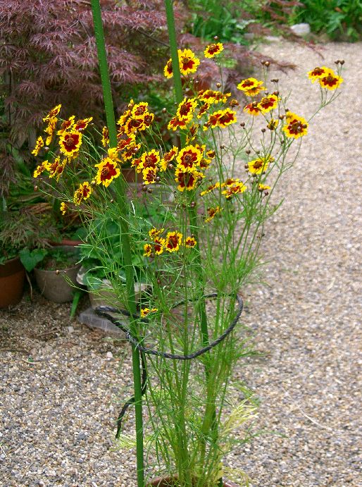 Coreopsis tinctoria (plains coreopsis)