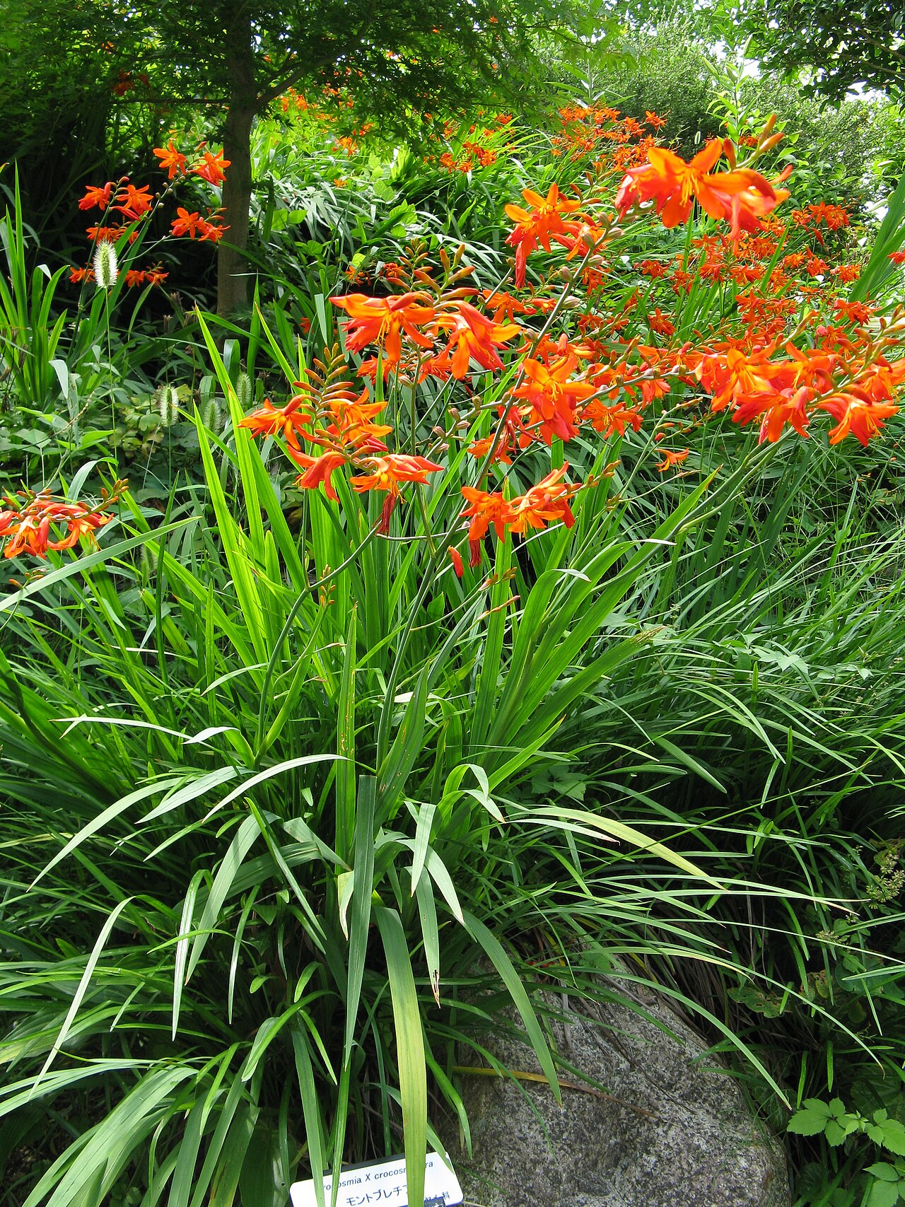 Crocosmia spp., montbretias — clumping deciduous (Iridaceae) (image 1 of 3)