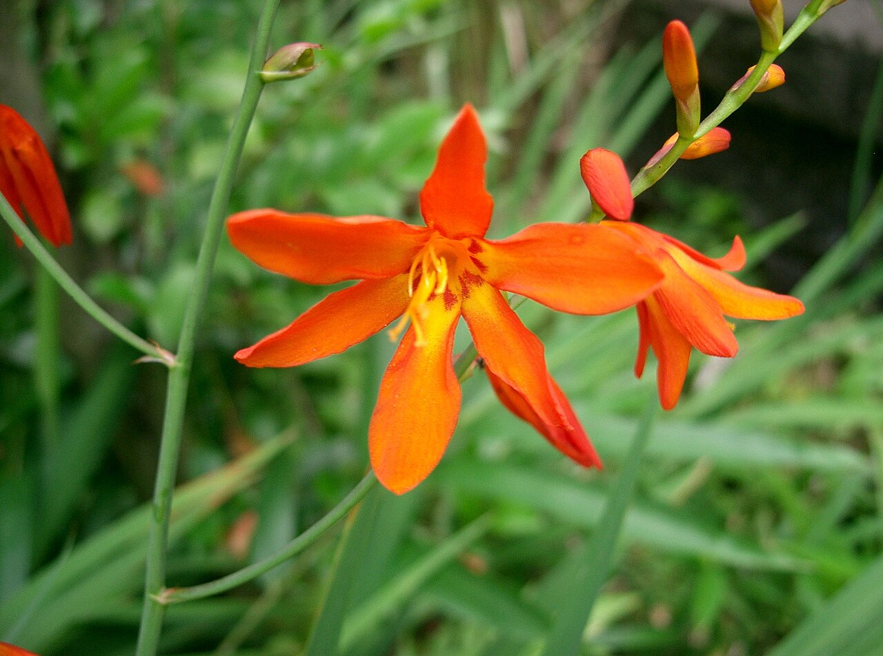 Crocosmia crocosmiiflora, Montbretia — clumping deciduous (Iridaceae) (image 2 of 10)