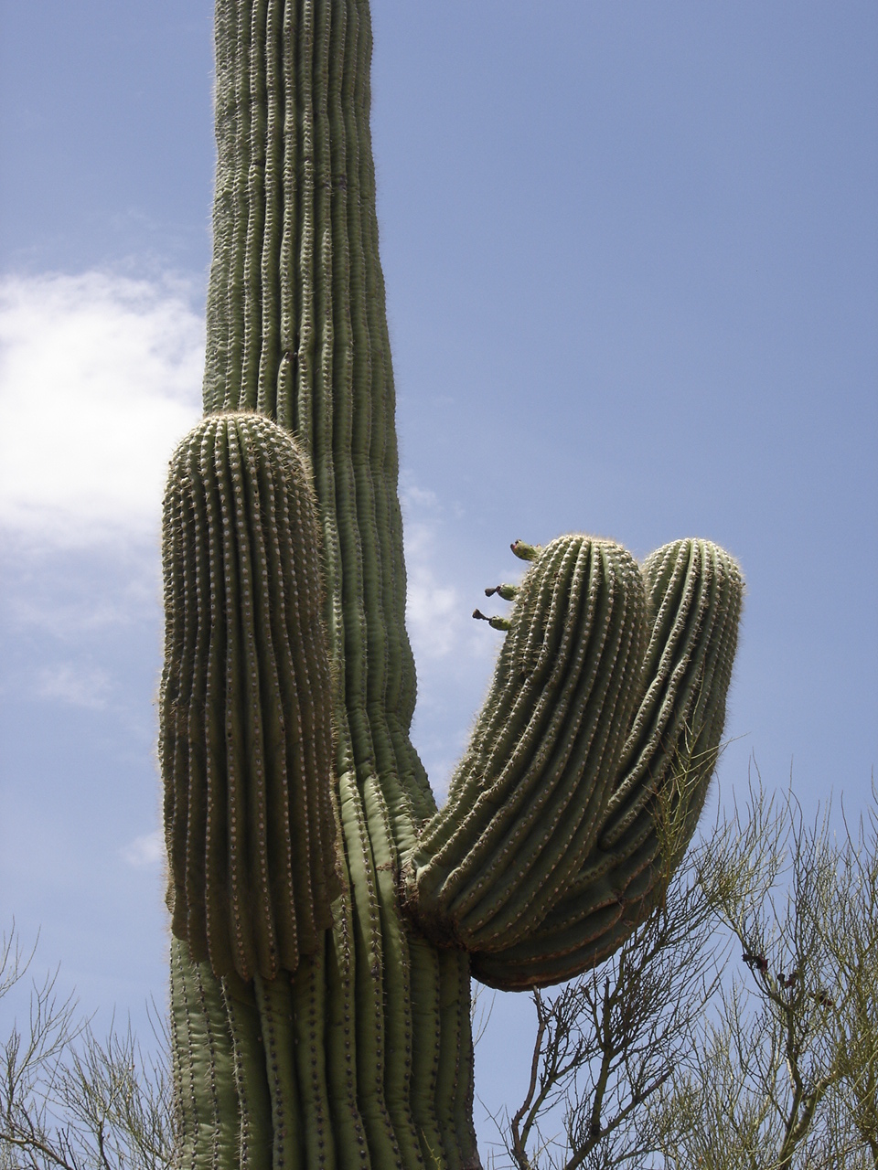 Carnegiea gigantea (saguaro)