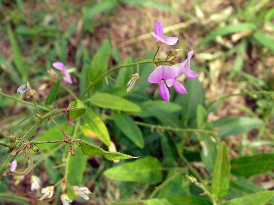 Desmodium paniculatum (panicled ticktrefoil) (alternate view 8)