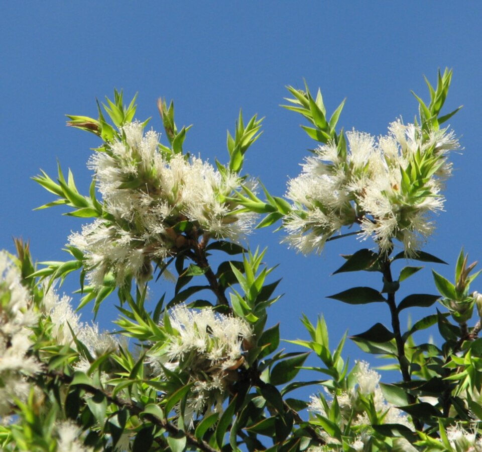 Melaleuca styphelioides (Prickly-leaved Paperbark)