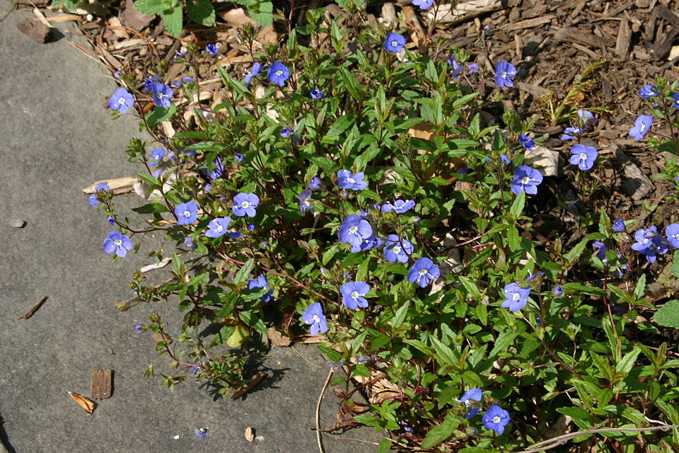 Veronica peduncularis 'Georgia Blue' (Georgia Blue Speedwell)