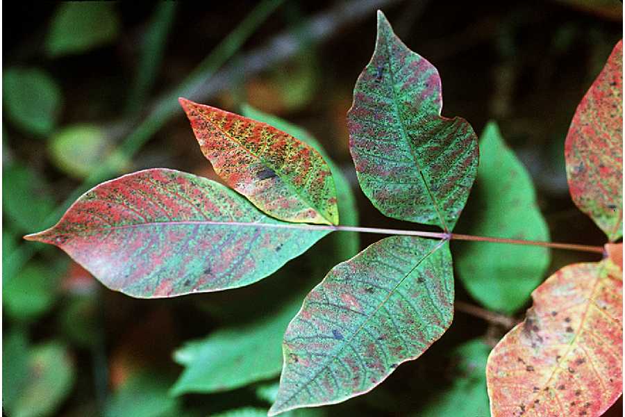 Toxicodendron vernix (poison sumac) (alternate view 6)