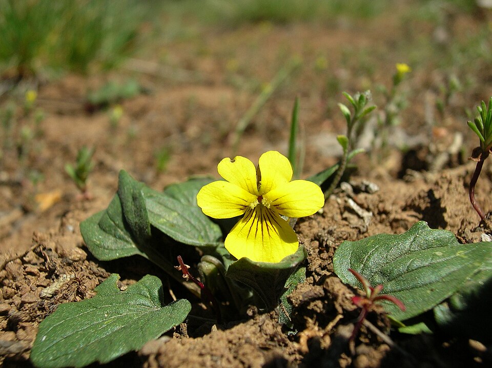 Viola purpurea (Goosefoot violet) (alternate view 8)