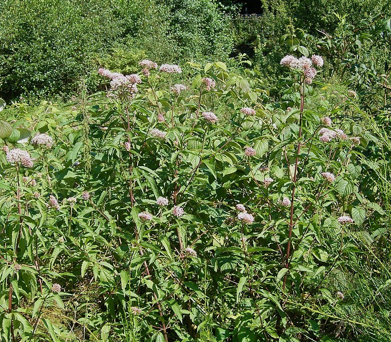 Eupatorium cannabinum (hemp agrimony)