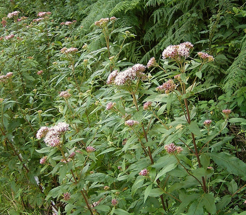 Eupatorium cannabinum (hemp agrimony)
