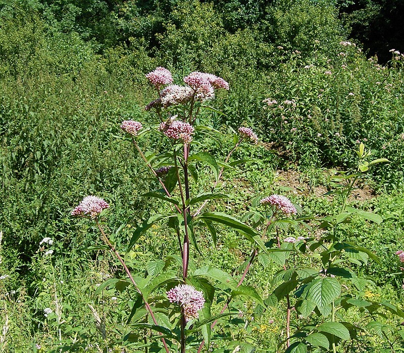 Eupatorium cannabinum (hemp agrimony)