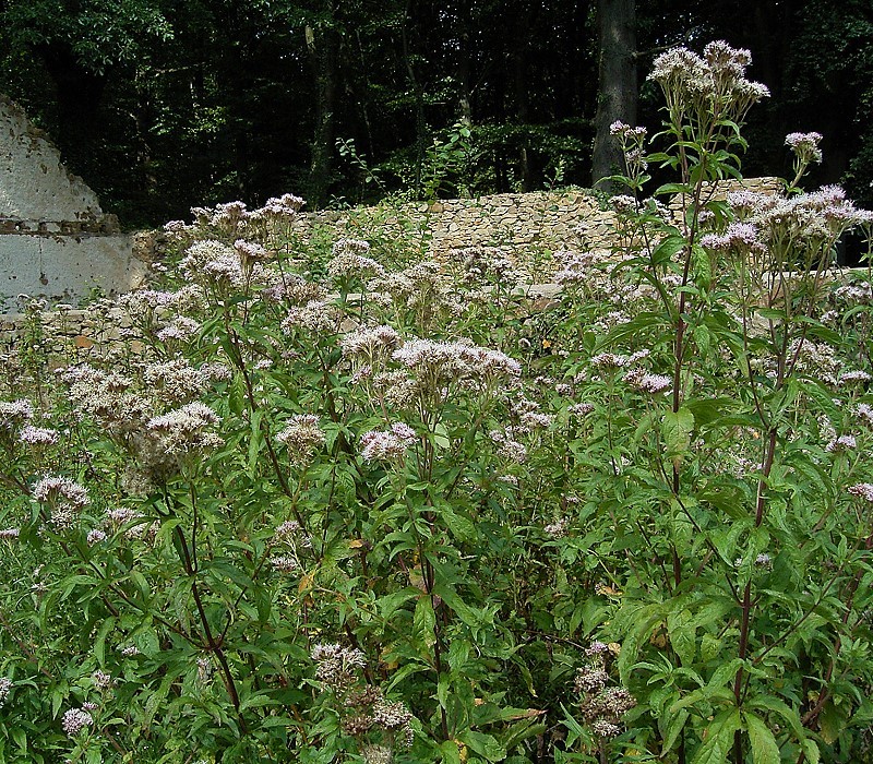 Eupatorium cannabinum (hemp agrimony)