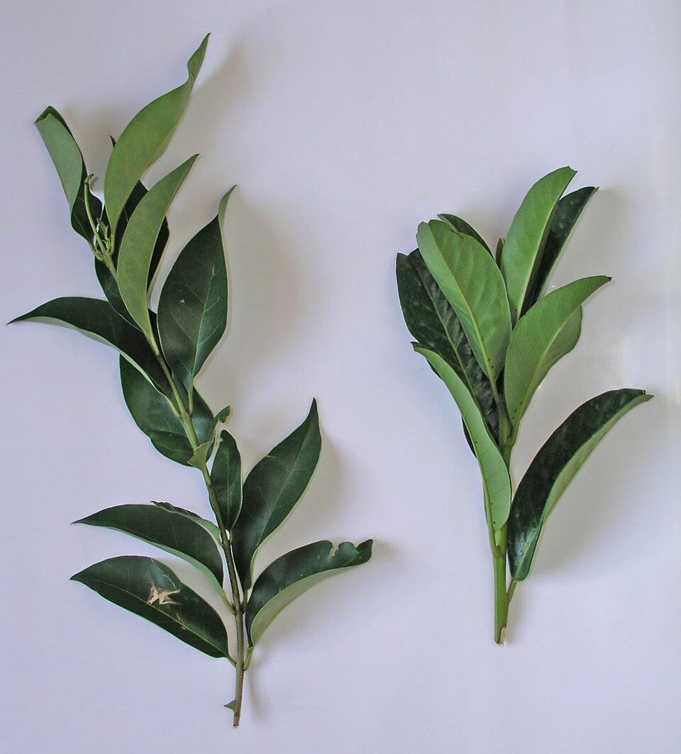 Ligustrum lucidum (tree privet)