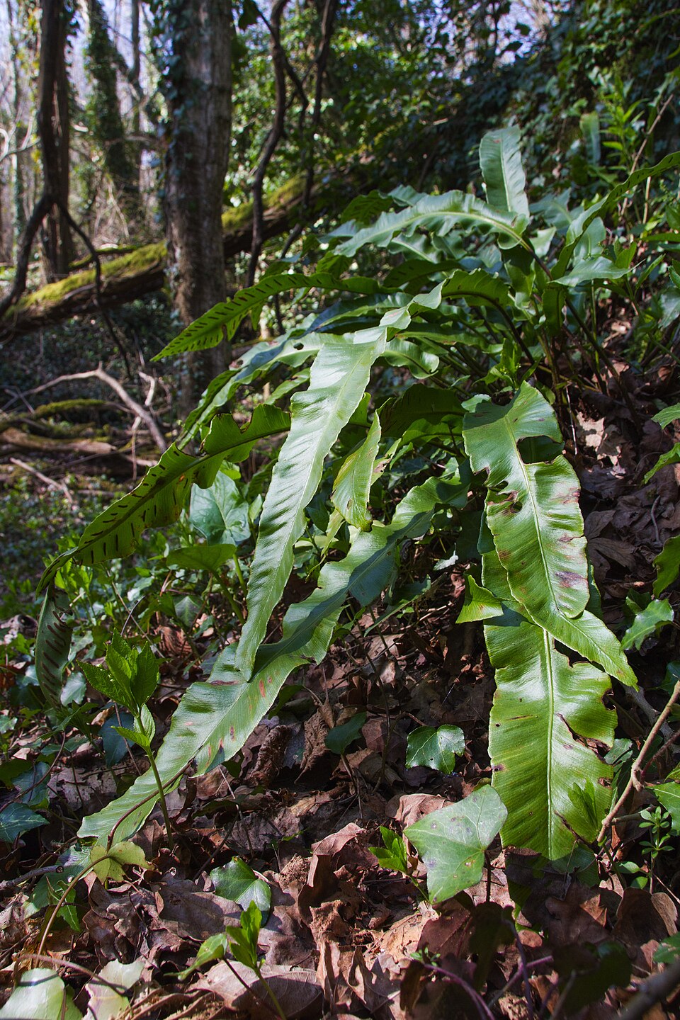Asplenium scolopendrium (Harts Tongue Fern) (alternate view 9)
