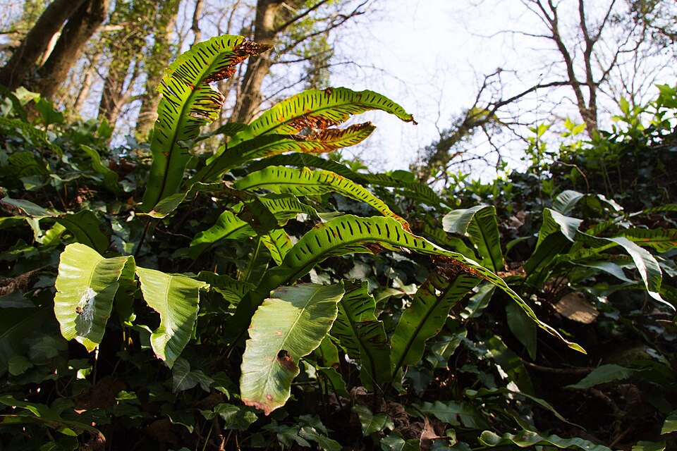 Asplenium scolopendrium (Harts Tongue Fern) (alternate view 10)
