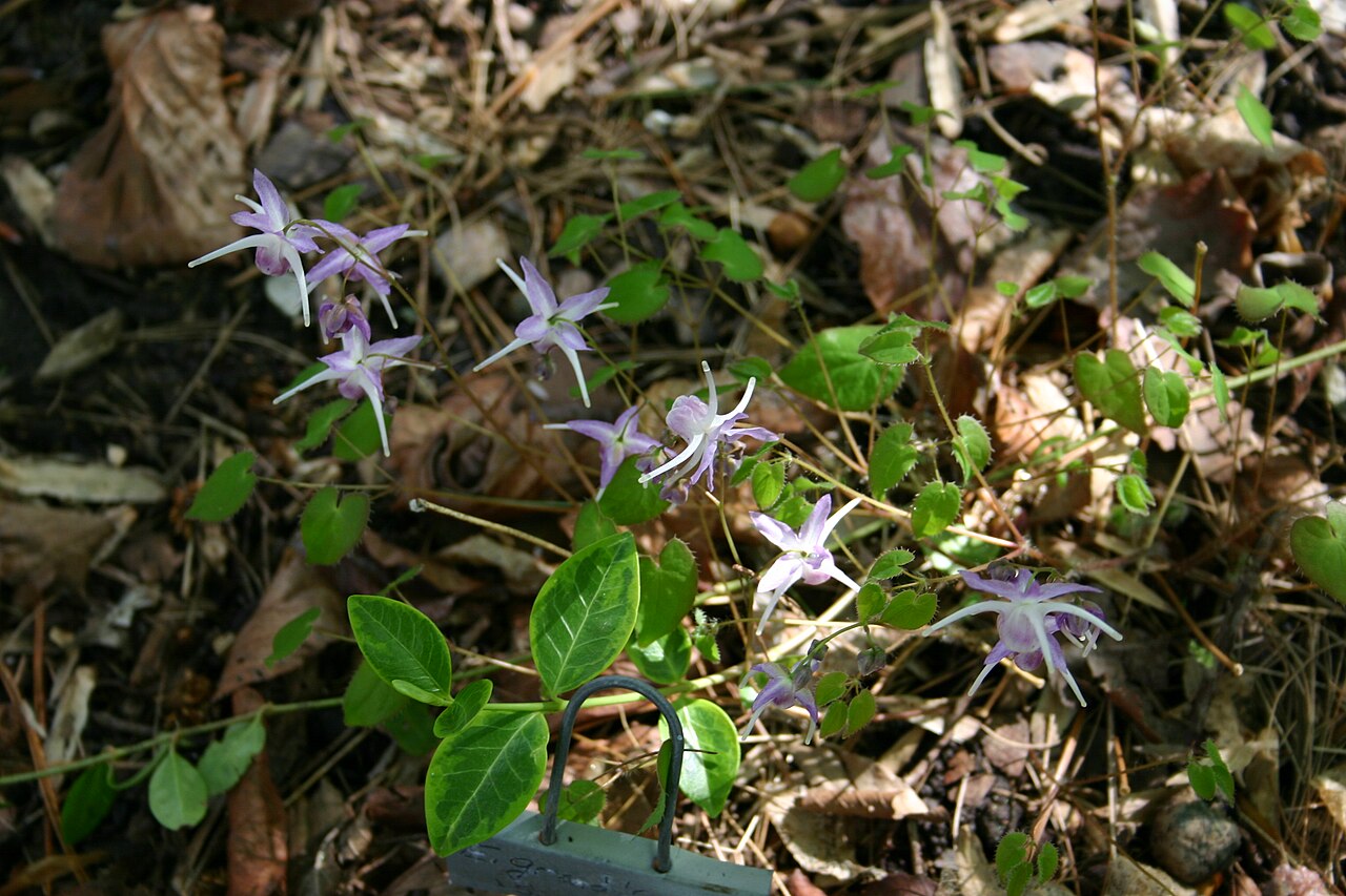 Epimedium grandiflorum, Bishop's hat — spreading deciduous (Berberidaceae) (image 8 of 10)
