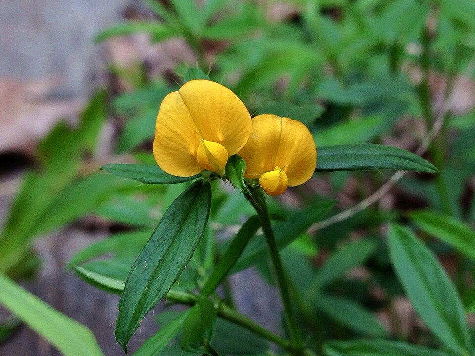 Stylosanthes biflora (sidebeak pencilflower) (alternate view 4)