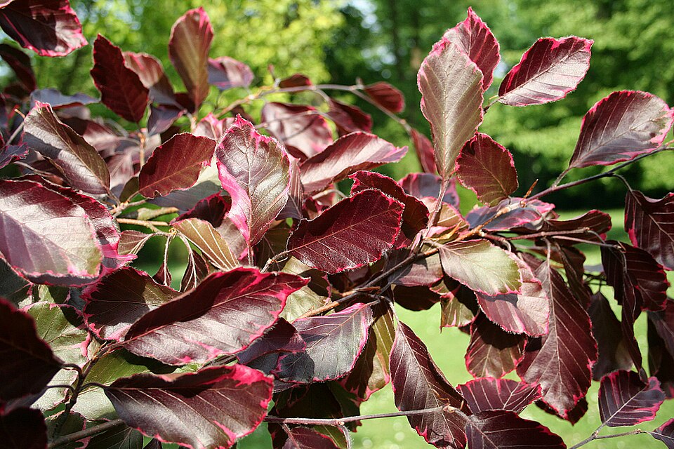 Fagus sylvatica 'Purpurea Tricolor' (Tricolor Beech) (alternate view 3)
