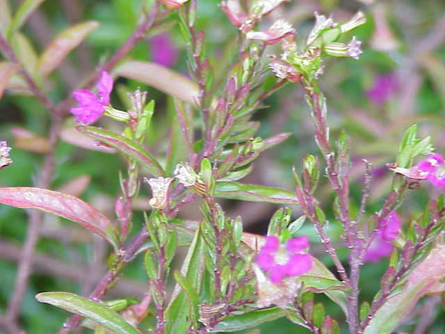 Cuphea hyssopifolia, Mexican heather — mounding evergreen (Lythraceae) (image 1 of 9)
