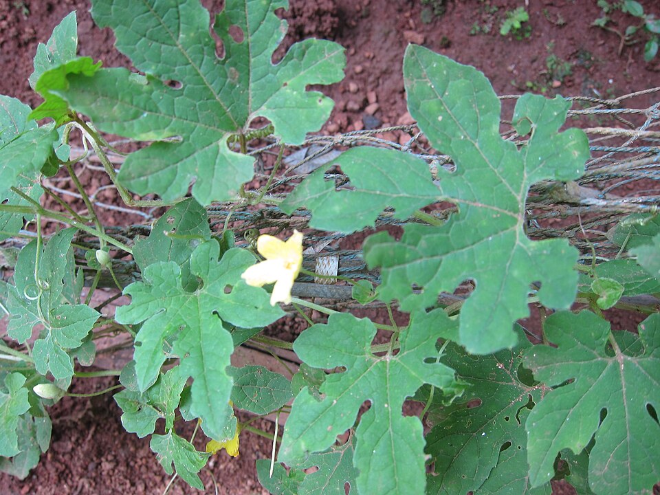 Momordica charantia (Bitter Melon) (alternate view 8)